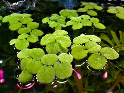 Floating Aquarium plants - Salvinia Minima.