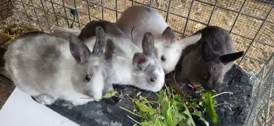 Cover picture tooken June 11/2025There are 4 Netherland darwf bunnies left, they are eating and drin...