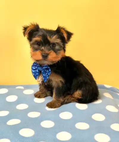2 MALE Purebred Traditional colored Black and Gold Yorkshire Terrier PUPPIES LARGER BOY Polka Dot -...