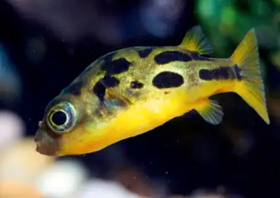 Pea puffer, View more