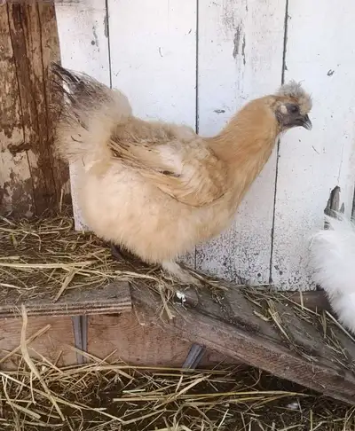 Silkie Pullets, View more