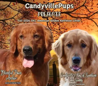 CKC American Golden Retriever puppies, View more