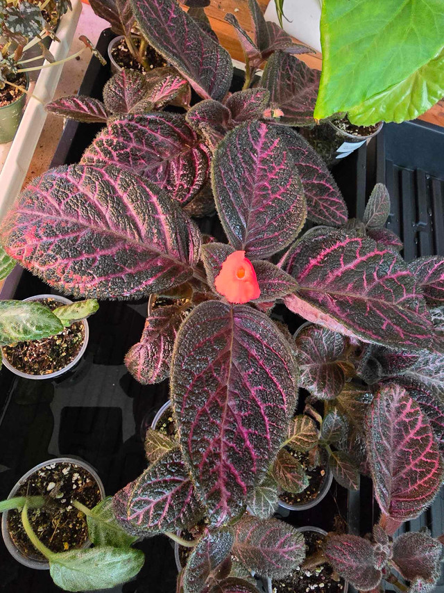 PLANT SALE - Begonias, Succulents and More in Plants, Fertilizer & Soil in Calgary - Image 2