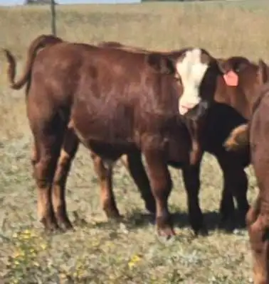 Looking for pasture, View more