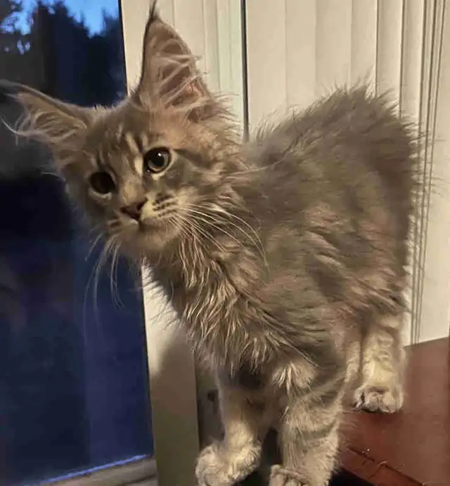 chatons mainecoon in Cats & Kittens for Rehoming in Lac-Saint-Jean - Image 8