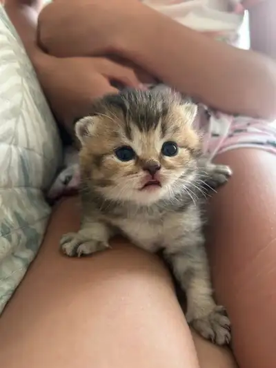 Little Kittens, View more