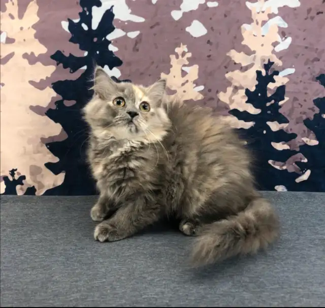 Big Cuddly Maine Coon