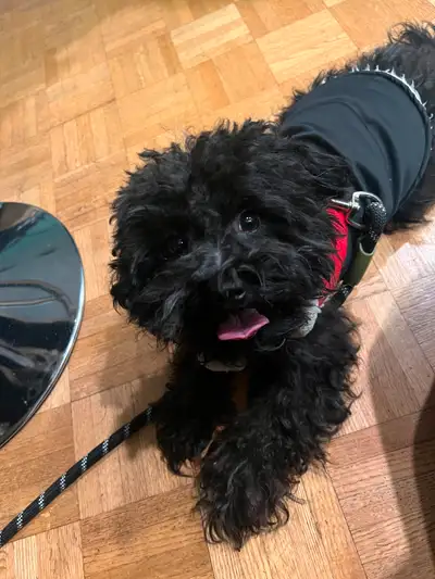 4 year old yorkie/papillon mix, View more