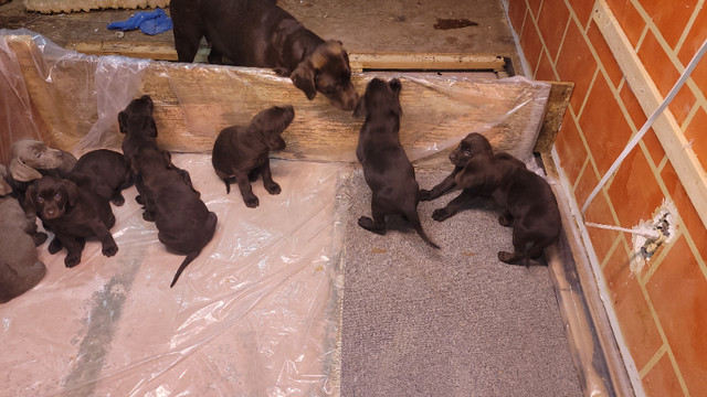 Labrador in Dogs & Puppies for Rehoming in Gatineau - Image 4