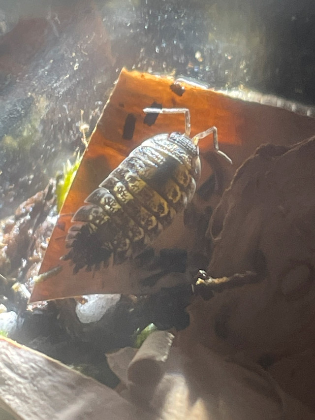 Isopods in Other Pets for Rehoming in Winnipeg