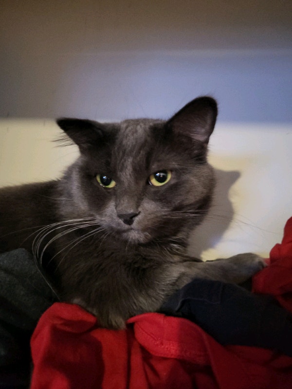 Russian Blue x Mixed 6 grey cats to give away. Cats & Kittens for Rehoming Gatineau Kijiji