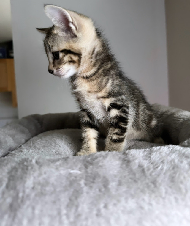 Half Siamese Half Tabby Kittens in Cats & Kittens for Rehoming in City of Toronto - Image 2