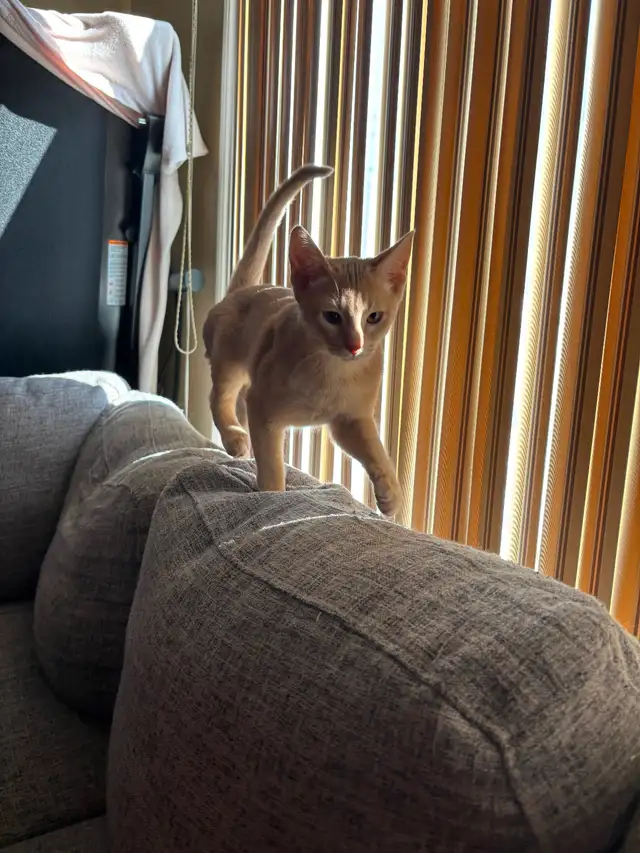 ! ❤️ ! ABYSSIN FAWN ! ❤️ !