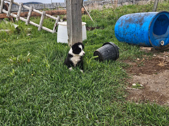 Border collie x pups in Dogs & Puppies for Rehoming in Vernon - Image 3