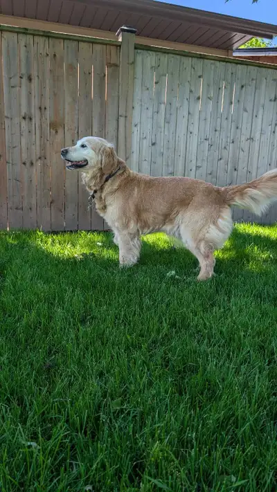 Rehoming Golden Retriever, View more