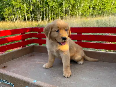 Golden Retriever Puppies, View more