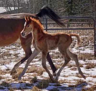 Sweet & Flashy 2026 Arabian colt, View more