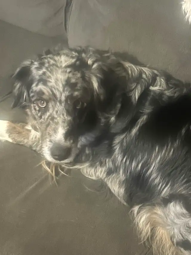 Australian Shepherd (pending) in Dogs & Puppies for Rehoming in Barrie - Image 5