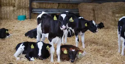 dairy calves , View more