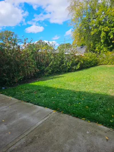 100 white cedar trees 6 to 8 feet tall 20 per tree. All 100 trees 2000