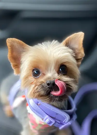 Meet Minnow a Micro Yorkie Girl A very tiny Yorkshire Terrier just weighing in at exactly 3.5 lb (3l...