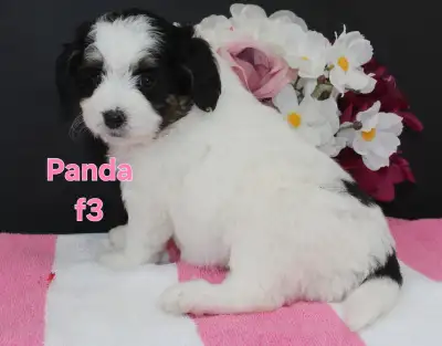 Mini Bernedoodle Puppies, View more