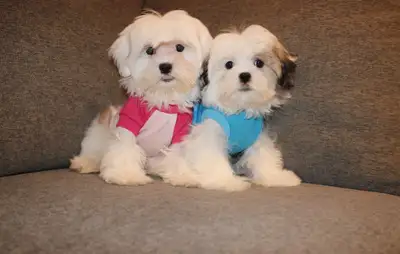 Tiny toy Malshi and malipoo puppies., View more