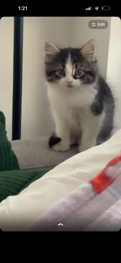 siberian kitten (Hypoallergenic), View more