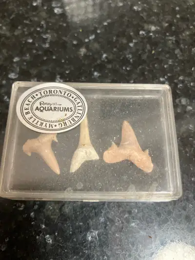 Here are three fossilized shark teeth, sourced from Ripley's Aquariums, and encased in a protective...