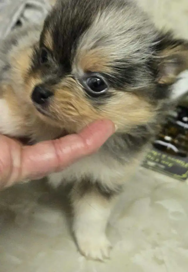 POMERANIAN PUPS ...READ FULL AD. TEX ONLY in Dogs & Puppies for Rehoming in Strathcona County - Image 6