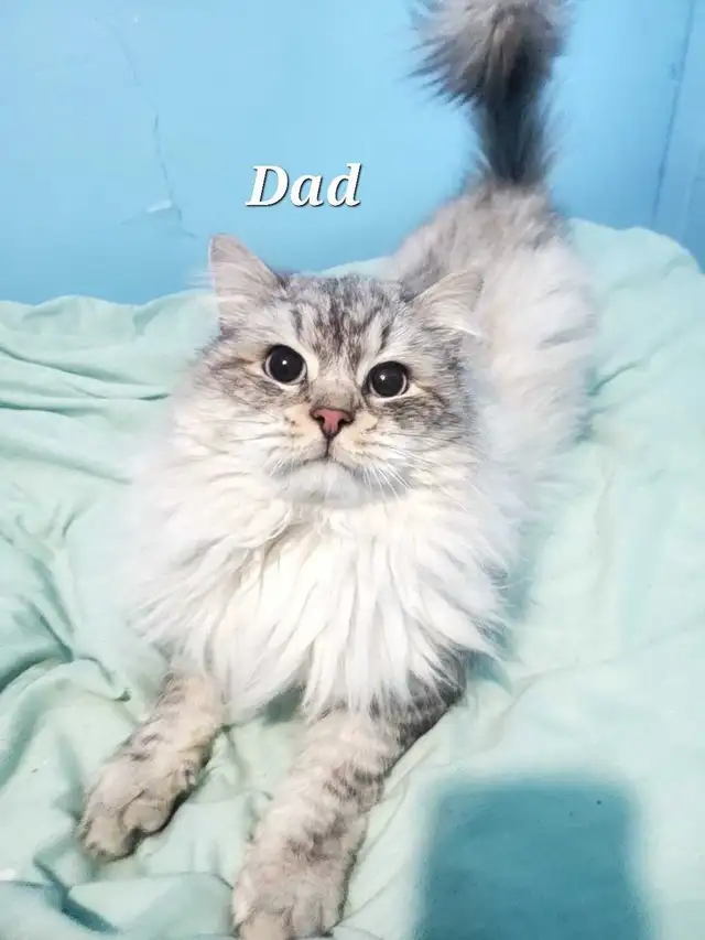 Hypoallergenic TICA Registered Siberian Kittens