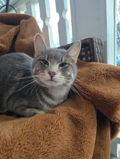 Big taby cat hes only 9 to 10 months old ., View more