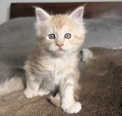 Purebred Maine Coon Kittens – Ready for New Homes! (3 Available), View more