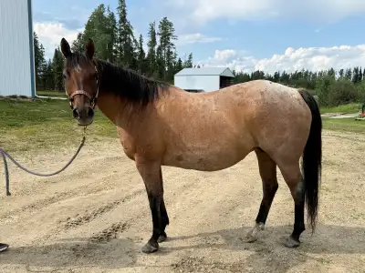Ranch/ Barrel Horse , View more