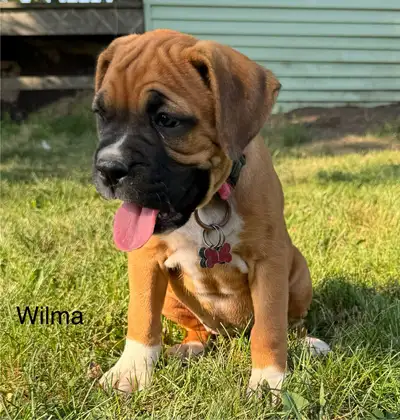 boxer x cane corso puppies, View more