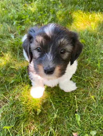 HAVANESE PUPPY, View more