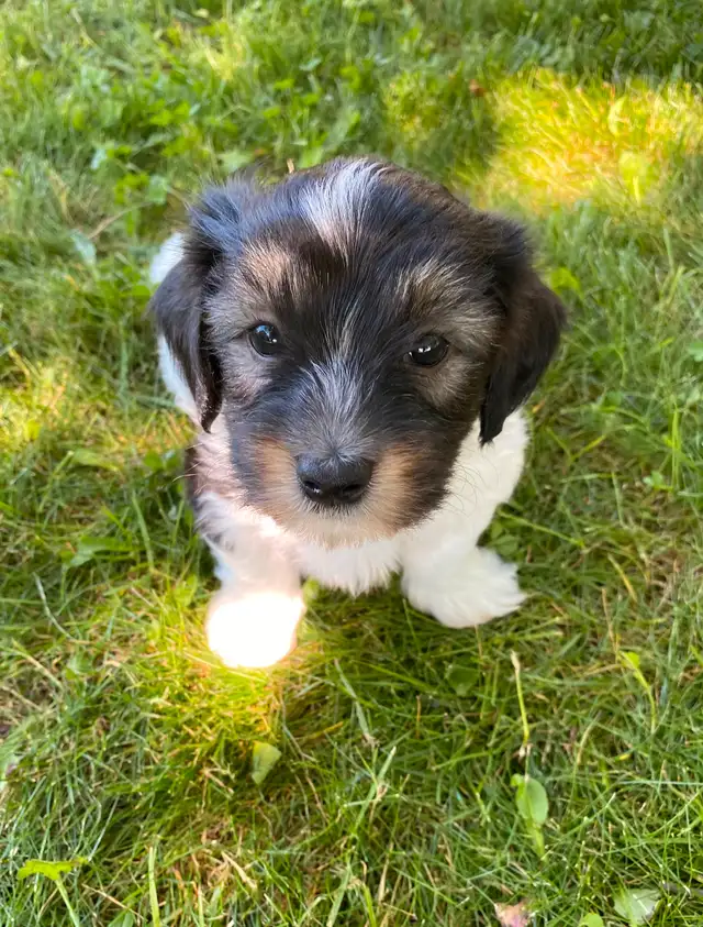 HAVANESE CKC REGISTERED PUPPY in Dogs & Puppies for Rehoming in Oakville / Halton Region - Image 4