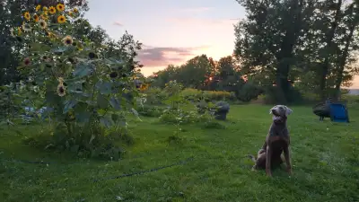 Doberman (Europe) Puppies with German Shepherd & Rottweiler MIX, View more