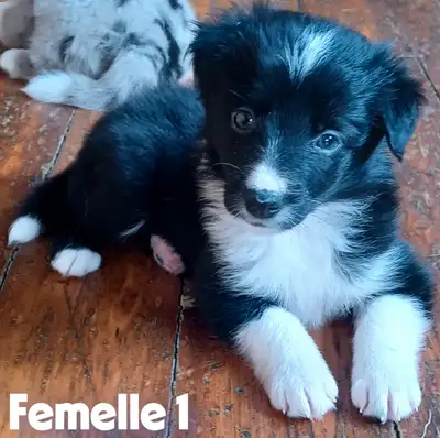 Chiots Border Collie, View more