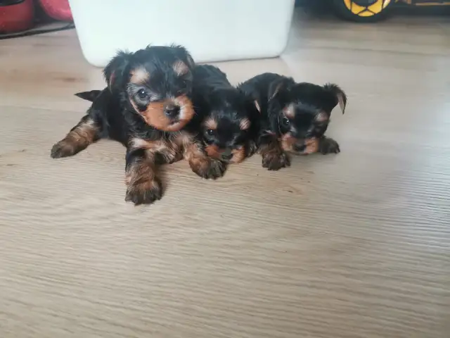 Yorkshire terrier puppies in Dogs & Puppies for Rehoming in City of Toronto - Image 4