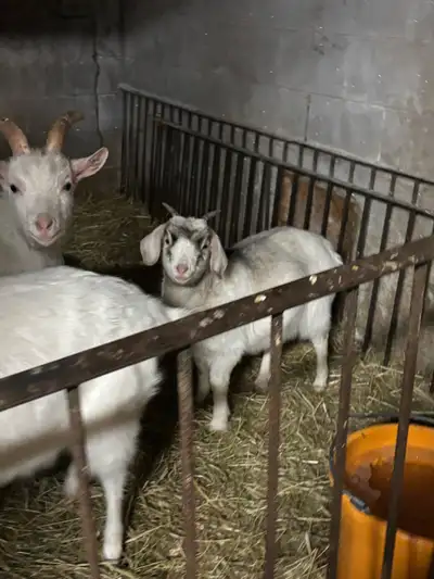 Boer Saanen Doeling , View more