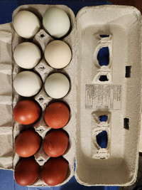 BCM x Americana hatching eggs