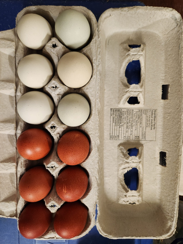 BCM x Americana hatching eggs in Livestock in Edmonton