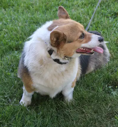 CKC Registered Pembroke Welsh Corgis/Sold Pending Deposit, View more