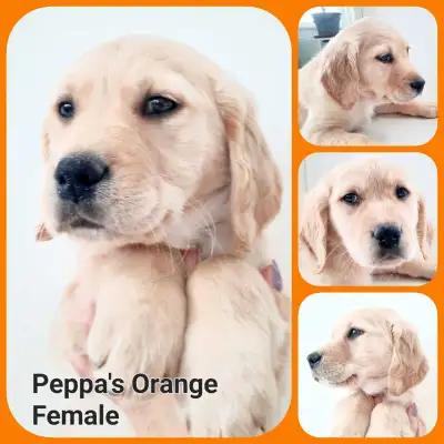 Pure Bred Golden Retriever Pups, View more