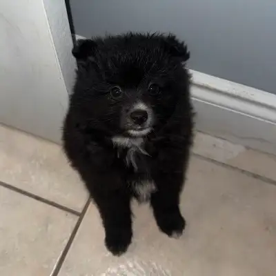 Beautiful Pomeranian puppies, born March 23/2025. Will be ready to go to their new furever homes May...