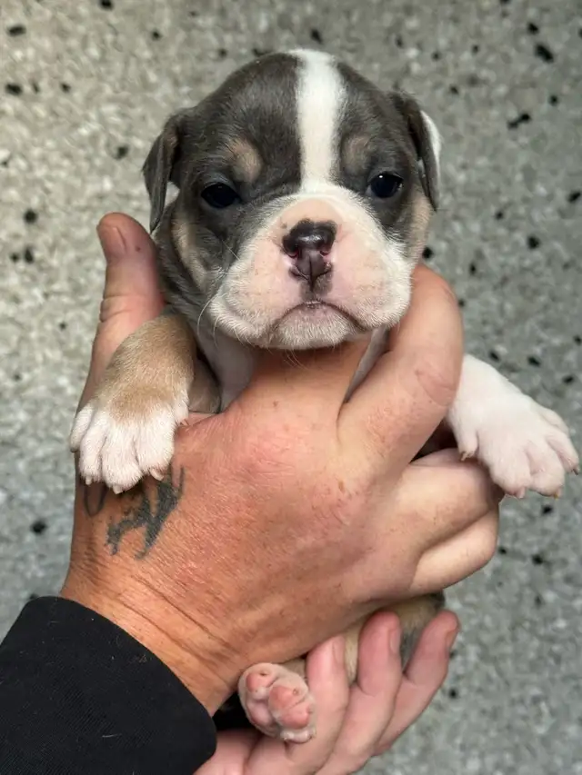 olde English bulldog/ olde bulldog bulldogge in Dogs & Puppies for Rehoming in Delta/Surrey/Langley - Image 7