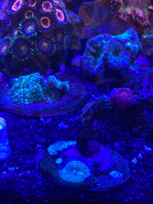 Saltwater coral sale in Fish for Rehoming in Calgary - Image 4