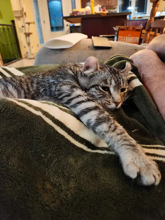 chatte hyland lynx in Cats & Kittens for Rehoming in Victoriaville - Image 3