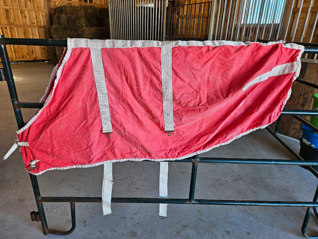 Pony blanket and sheet in Equestrian & Livestock Accessories in Belleville - Image 2